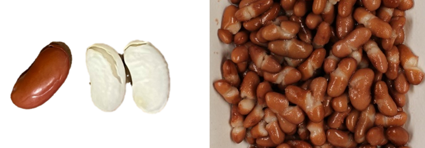 . Examples of dry bean seeds with mild to severe seed coat checks